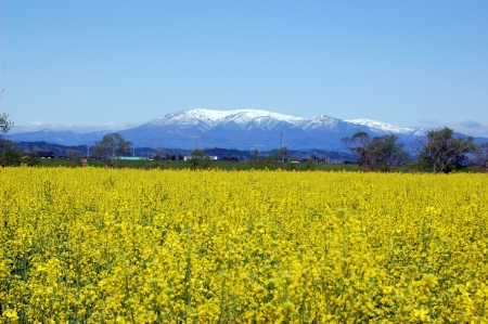 阿武隈川河川敷の菜の花畑の画像