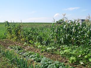 あぶくまの風を感じながら、野菜を育ててみませんかの画像