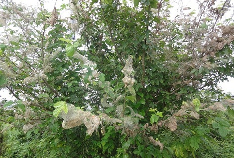 拡散後の防除方法（薬剤駆除）の画像