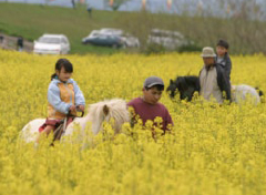 角田市 菜の花畑