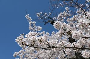 桜満開　アップ