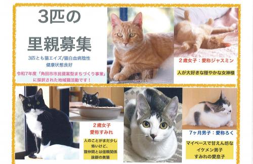里親募集 チラシ