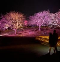 桜ライトアップ