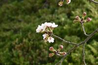 桜開花 アップ