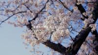 【角田市PR動画】宮城県角田市｜桜と春の訪れ